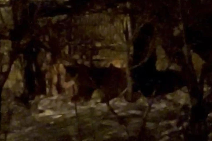 Hakkari’de aç ayılar mahalleye indi 