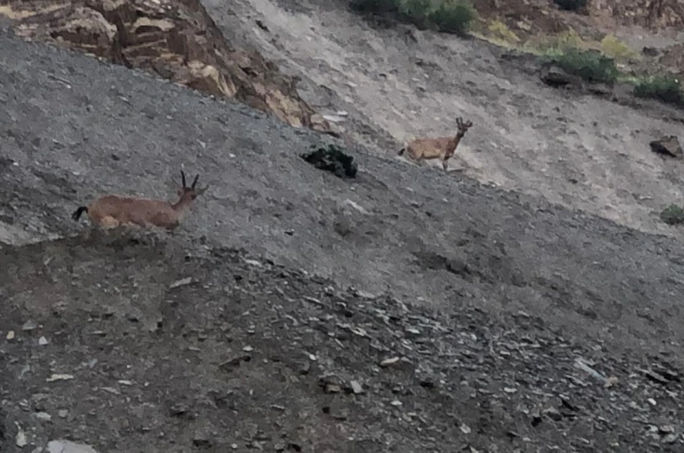Hakkari’de dağ keçileri görüntülendi
