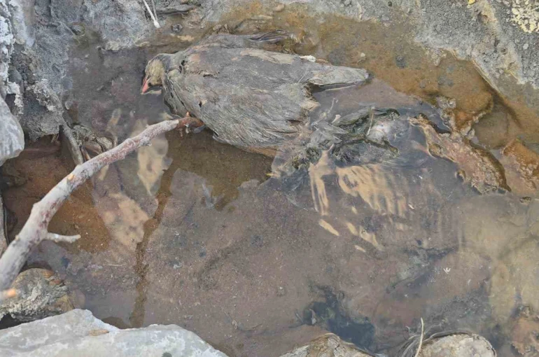 Hakkari’de gizemli kükürt vadisi: İnsanlara şifa, hayvanlara ölüm