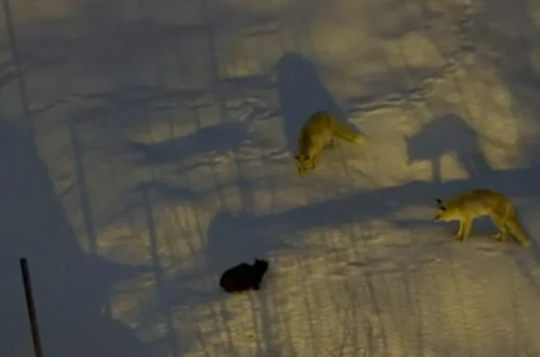 Hakkari’de iki tilki ve bir kedinin mücadelesi 