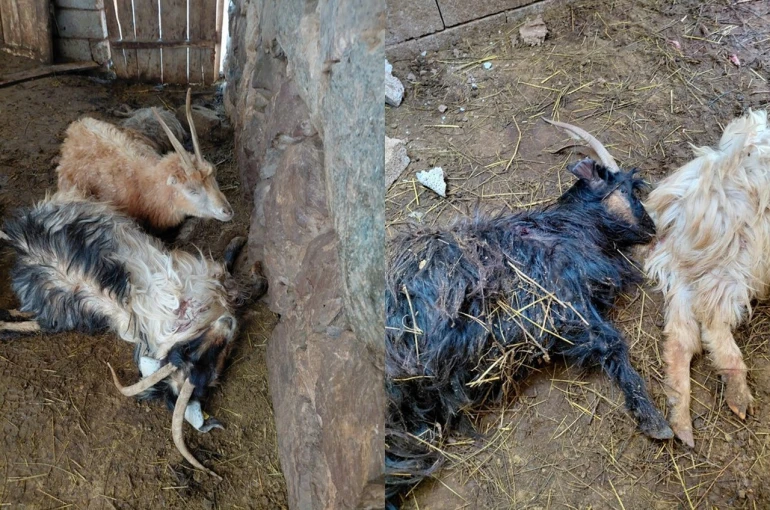 Hakkari’de kurt saldırısı, çok sayıda hayvan telef oldu 