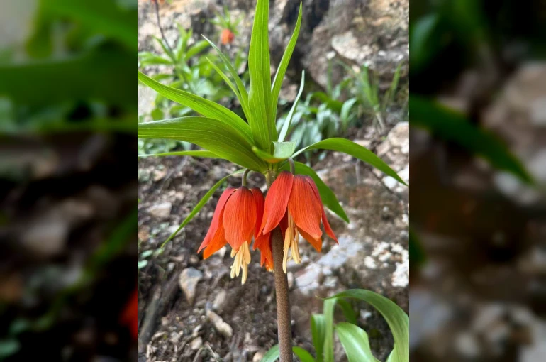 Hakkari’de ters laleler çiçek açtı 