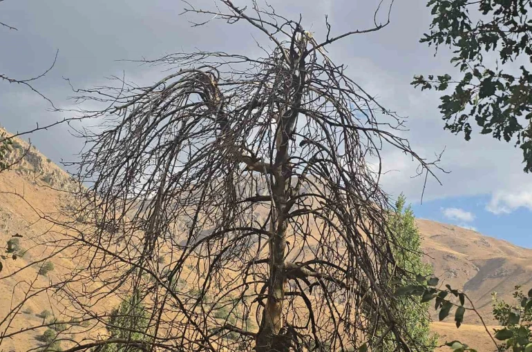Hakkari’nin Cevizli köyünde ağaçlar kurudu, tarlalar susuz kaldı