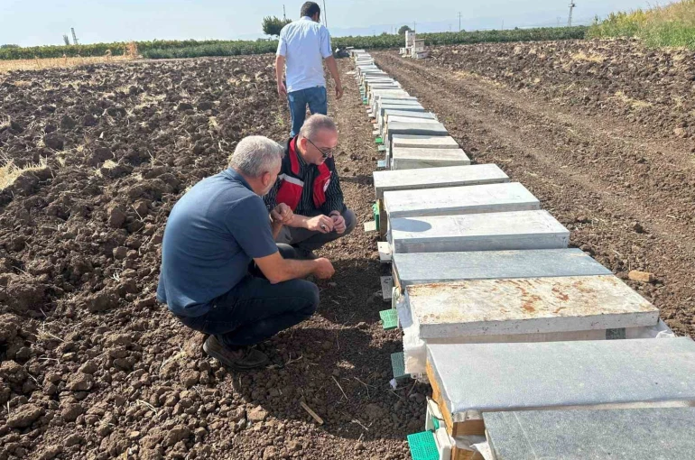 Halitpaşa’da arı ölümleri inceleme altında