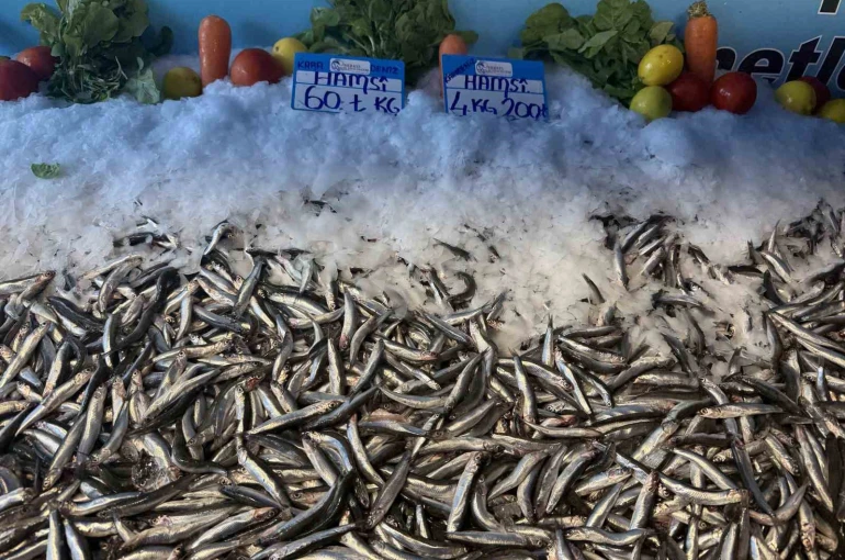 Hamsi fiyatı yüzleri güldürdü, kilosu 60 liraya düştü 