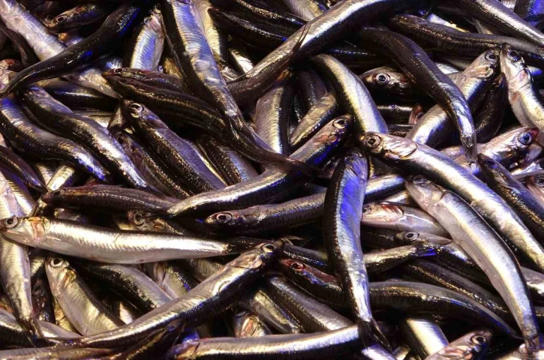 Hamsinin ihracatına boy engeli 