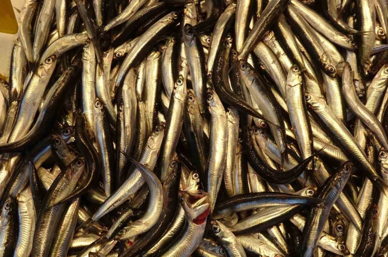 Hamsiyi tezgahta erken gören balıkçı sevinsin mi üzülsün mü bilemedi 