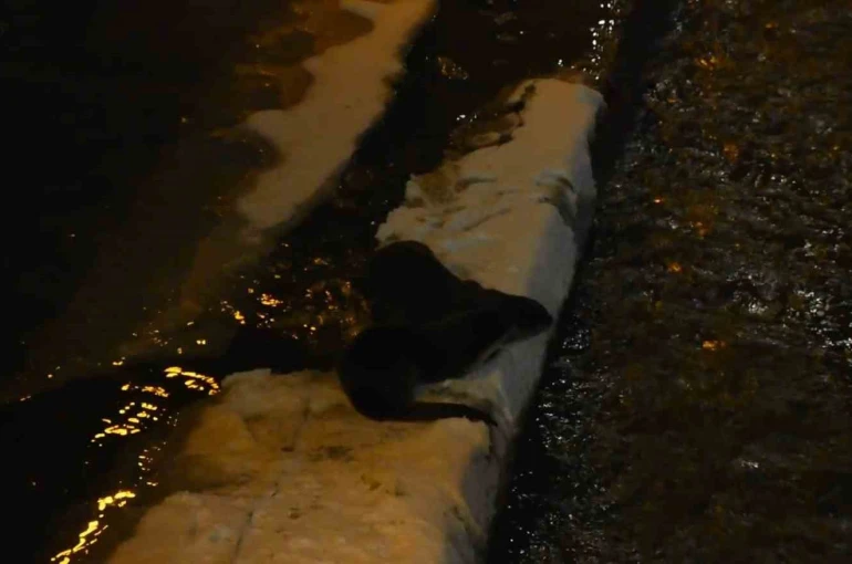 Harşit Çayı’nda nesli tehlike altındaki su samurları görüntülendi 