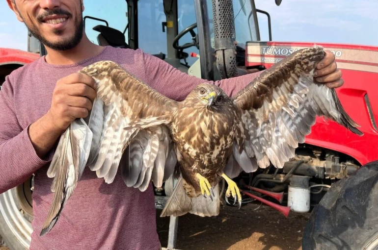 Hasadı bıraktı şahinin yardımına koştu 