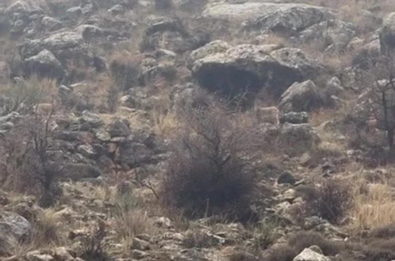 Hasankeyf’te örnek davranış: Sürücü durdu, dağ keçileri geçti 