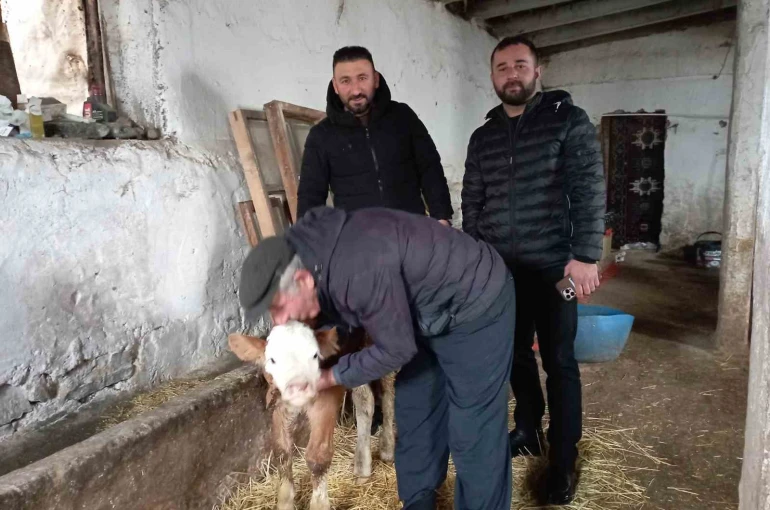 Hasta buzağıya evinde baktı 