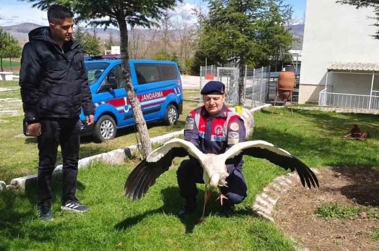 Hasta leylek koruma altına alındı 