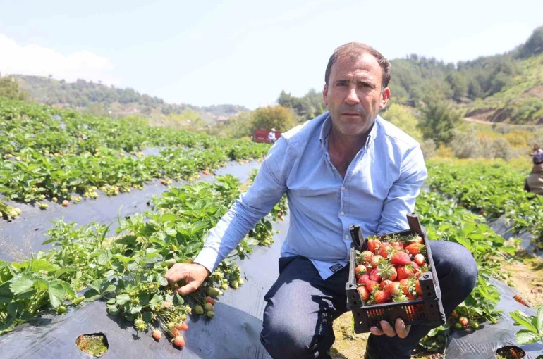 Hatay’da çilek hasadı başladı 