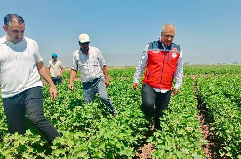 Hatay’da pamuk tarlaları incelendi 