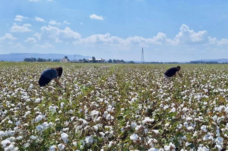 Hatay’da pamuk ve soya ekili araziler kontrol edildi 