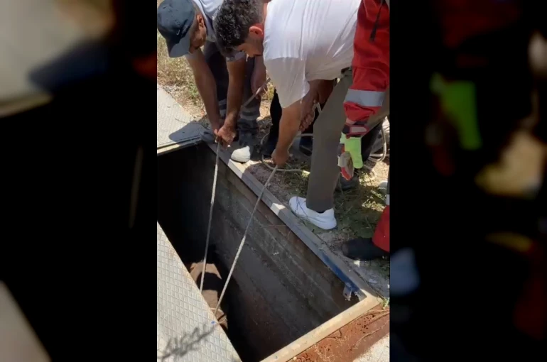 Havalandırma boşluğuna düşen eşek kurtarıldı 