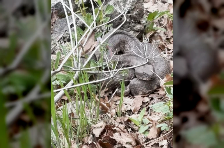 Havaların ısınmasıyla birlikte yılanlarda çıkmaya başladı 