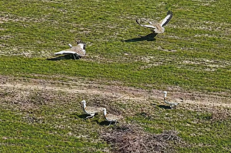 Havaların ısınmasıyla Muş’a toy kuşları gelmeye başladı 