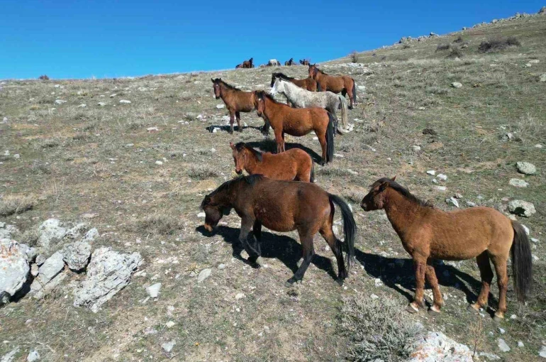 Havanın ısınmasıyla yılkı atlarının hareketliliği arttı 