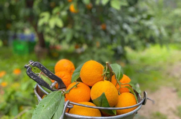 Havran Mandalinası’nda hasat vakti 