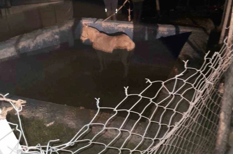 Havuza düşerek mahsur kalan atı itfaiyeciler kurtardı