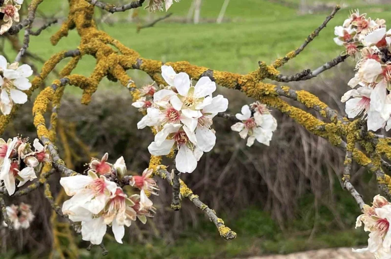 Hayrabolu’da badem ağaçları erken çiçek açtı 