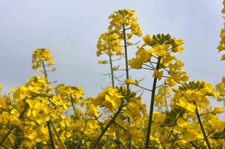 Hayrabolu’da bu yıl 21 bin dekar alanda kanola ekimi yapıldı 