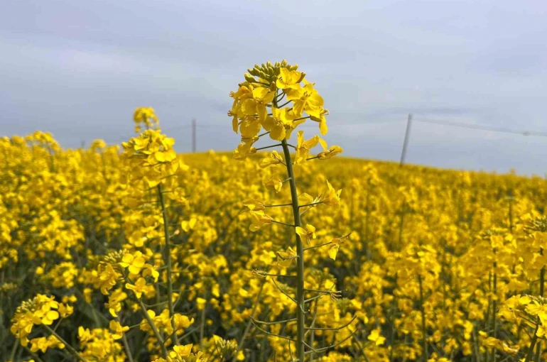 Hayrabolu’da çiçek açan ’Sarı Gelin’, rengiyle büyülüyor