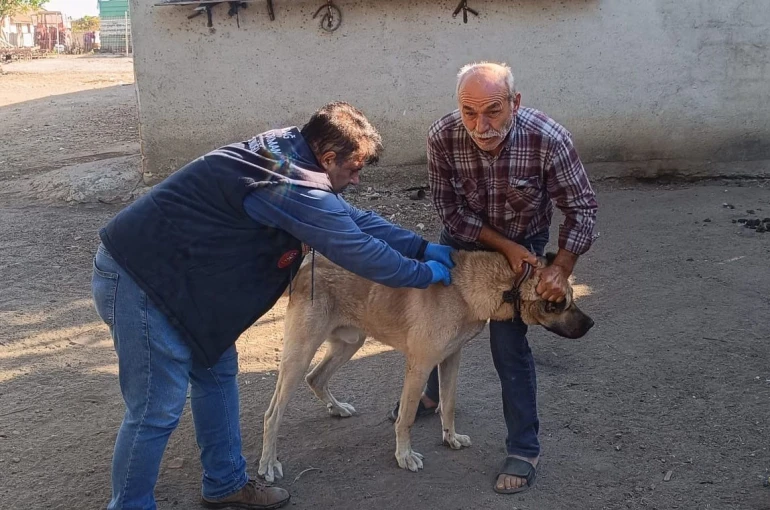 Hayrabolu’da kedi ve köpekler kimliklendiriliyor