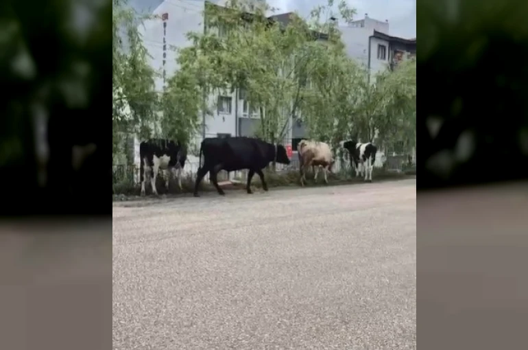 Hayvan pazarından kaçan büyükbaş havanlar gezintiye çıktı