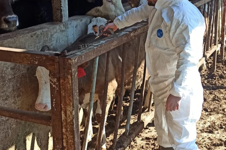 Hayvan sağlığı güvence altına alınıyor 