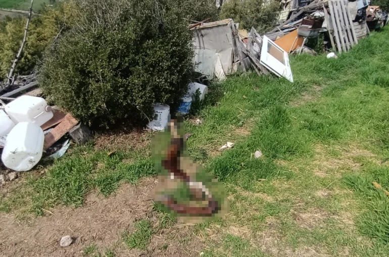 Hepsi zabıta ekiplerinin baskınında ortaya çıktı 