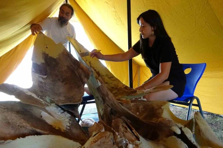 Heyecanlandıran keşifte 16 metrelik balinanın kemikleri birleştirilmeye başlandı 