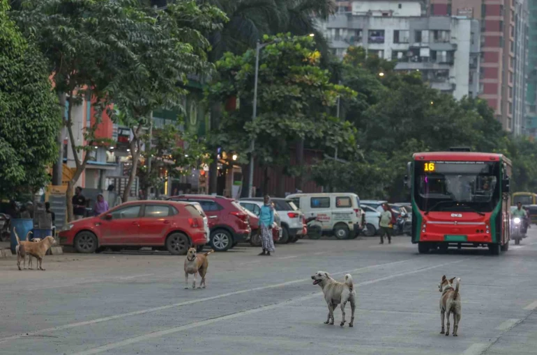 Hindistan’da 62 milyon sokak köpeği, sokakları işgal ediyor 
