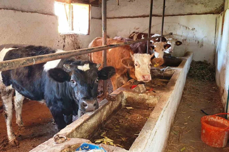 Hisarcık ilçesinde şap karantinası