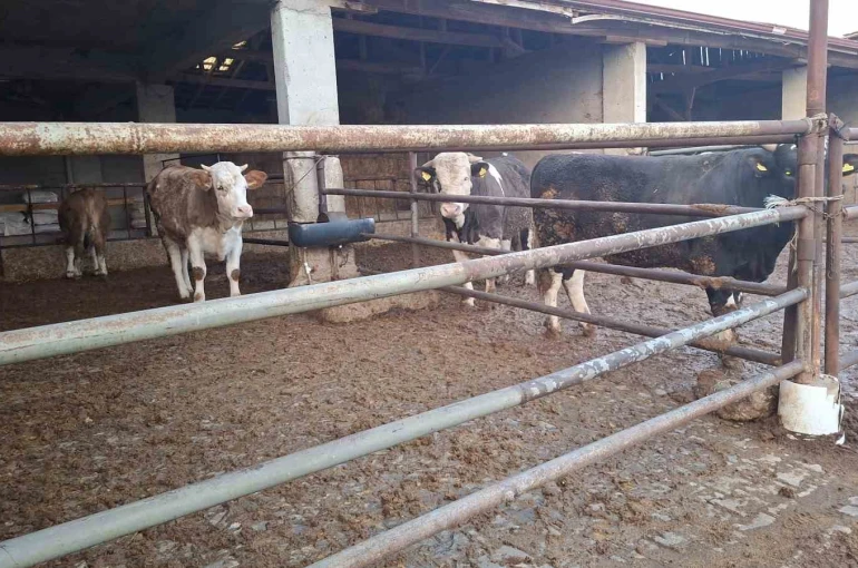 Hisarcık’ta şap karantinası kaldırıldı