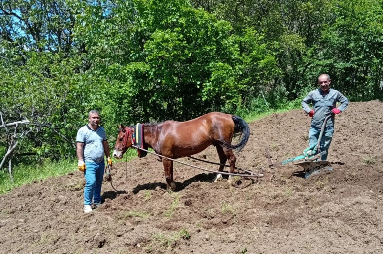 Hizan’da traktörün giremediği tarlalar karasabanla sürülüyor 