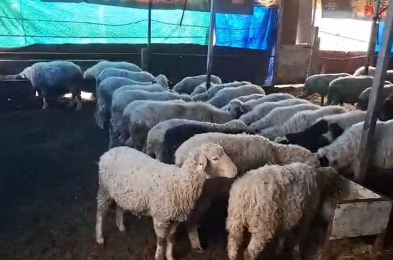 Hobi olarak 4 koyunla başlayan kardeşler 600 hayvan sayısına ulaştı 