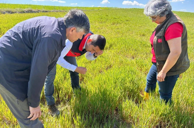 Hububat ta görülen süne ve diğer zararlılara karşı kontroller başladı 