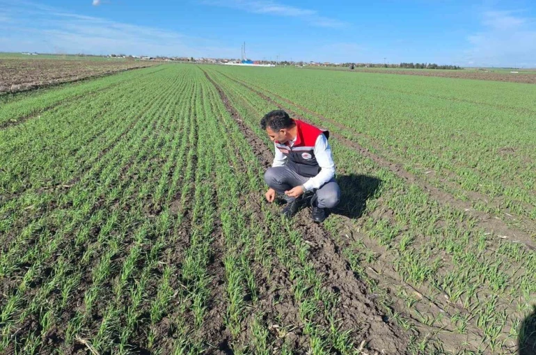 Hububat tarlalarında ’ekin kambur böceği’ tehlikesi 