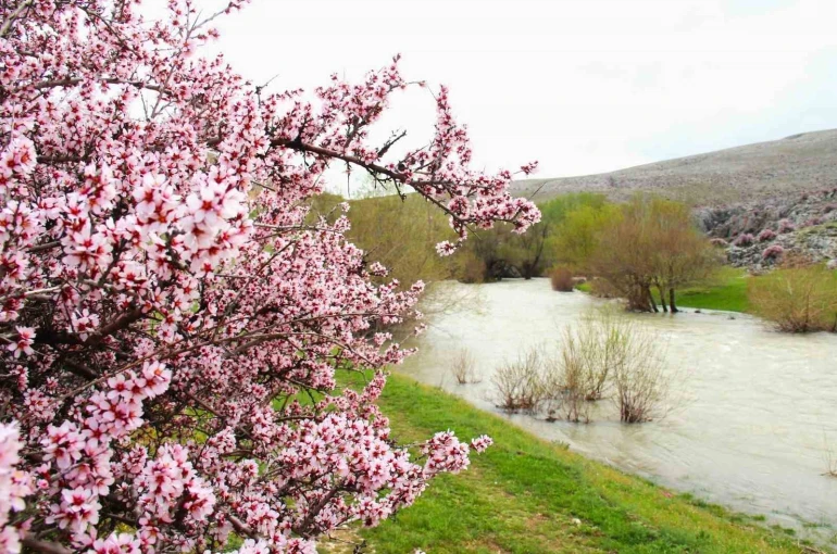 Hurman Çayı çevresinde yabani bademler pembe çiçek açtı 