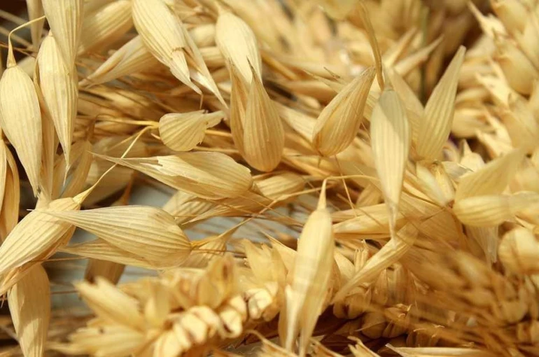 Hüyük'te yulaf üretimine demonstrasyon desteği