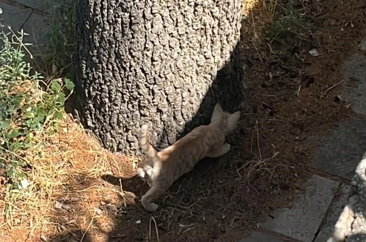 İtfaiyeden kedi kurtarma operasyonu