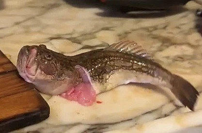 İçi temizlenen balık dakikalarca çırpınmaya devam etti 