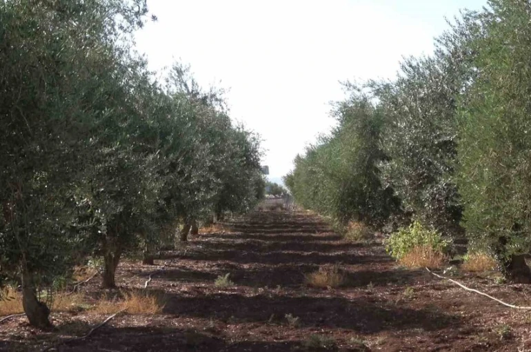 İdil’de zeytini don vurdu 