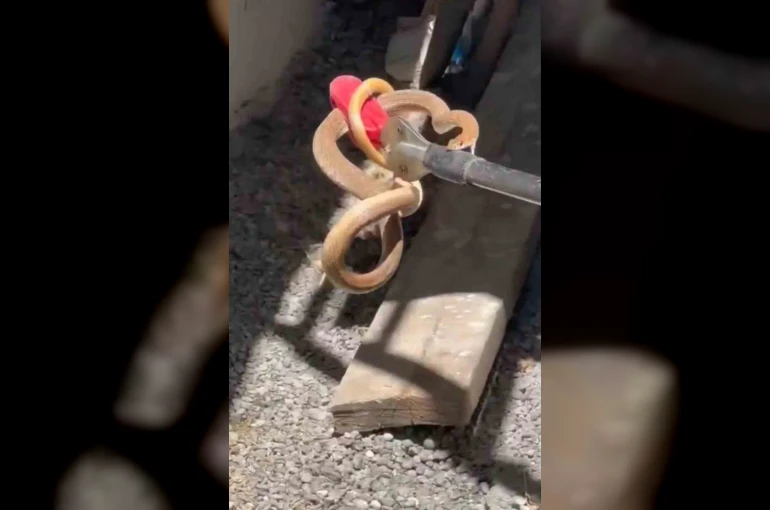 Iğdır’da eve giren yılan paniğe neden oldu 