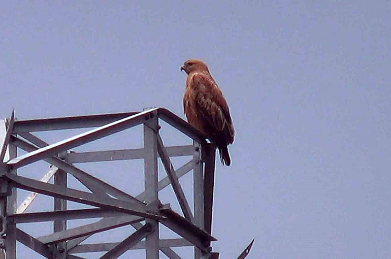 Iğdır’da Kızıl Şahin görüntülendi