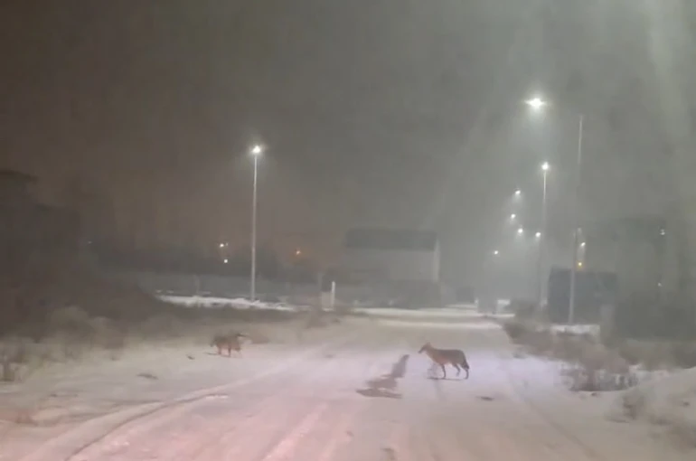 Iğdır’da kurtlar yerleşim yerlerine indi 