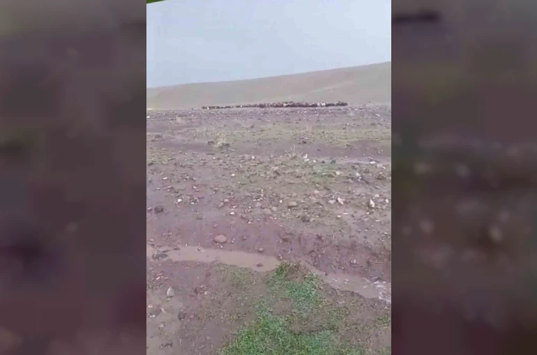 Iğdır’da sağanak ve dolu sonrası sel: Hayvanlar son anda kurtarıldı 