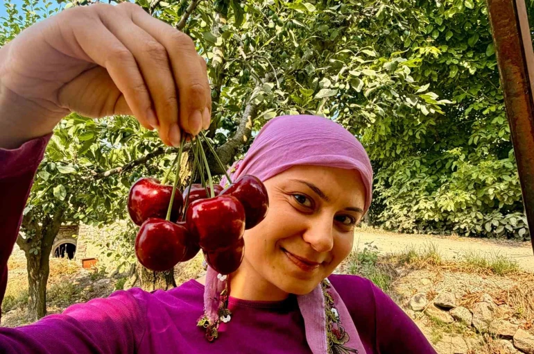 İhracatlık kirazda hasat dönemi başladı 